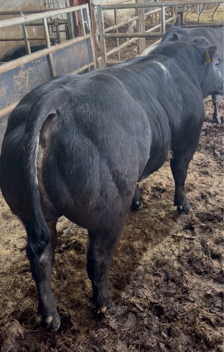 ⭐️ 2 super weanling bulls ⭐️ - Image 2