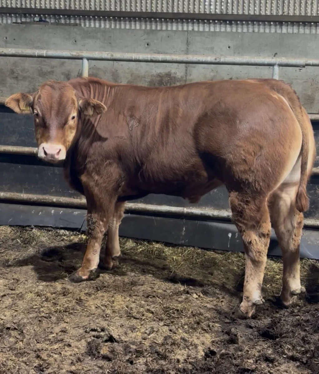 ⭐️ 2 super weanling bulls ⭐️ - Image 3