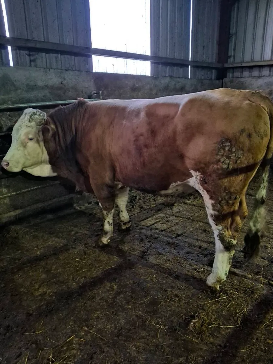 Simmental bull - Image 1