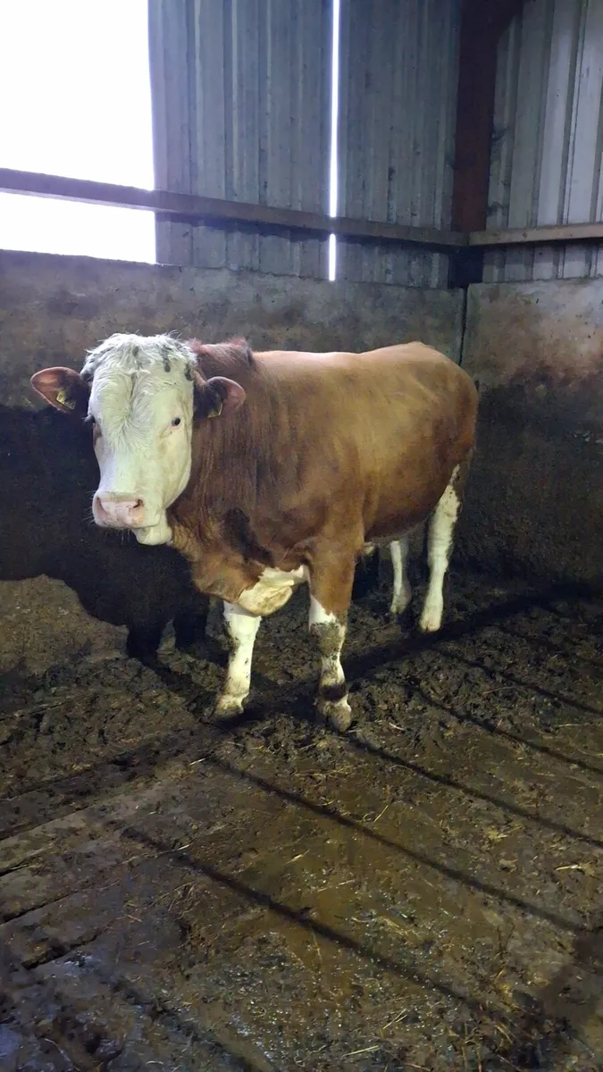 Simmental bull - Image 2
