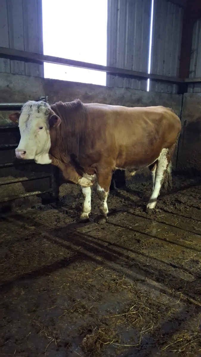 Simmental bull - Image 3