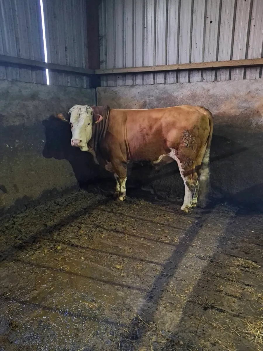 Simmental bull - Image 4