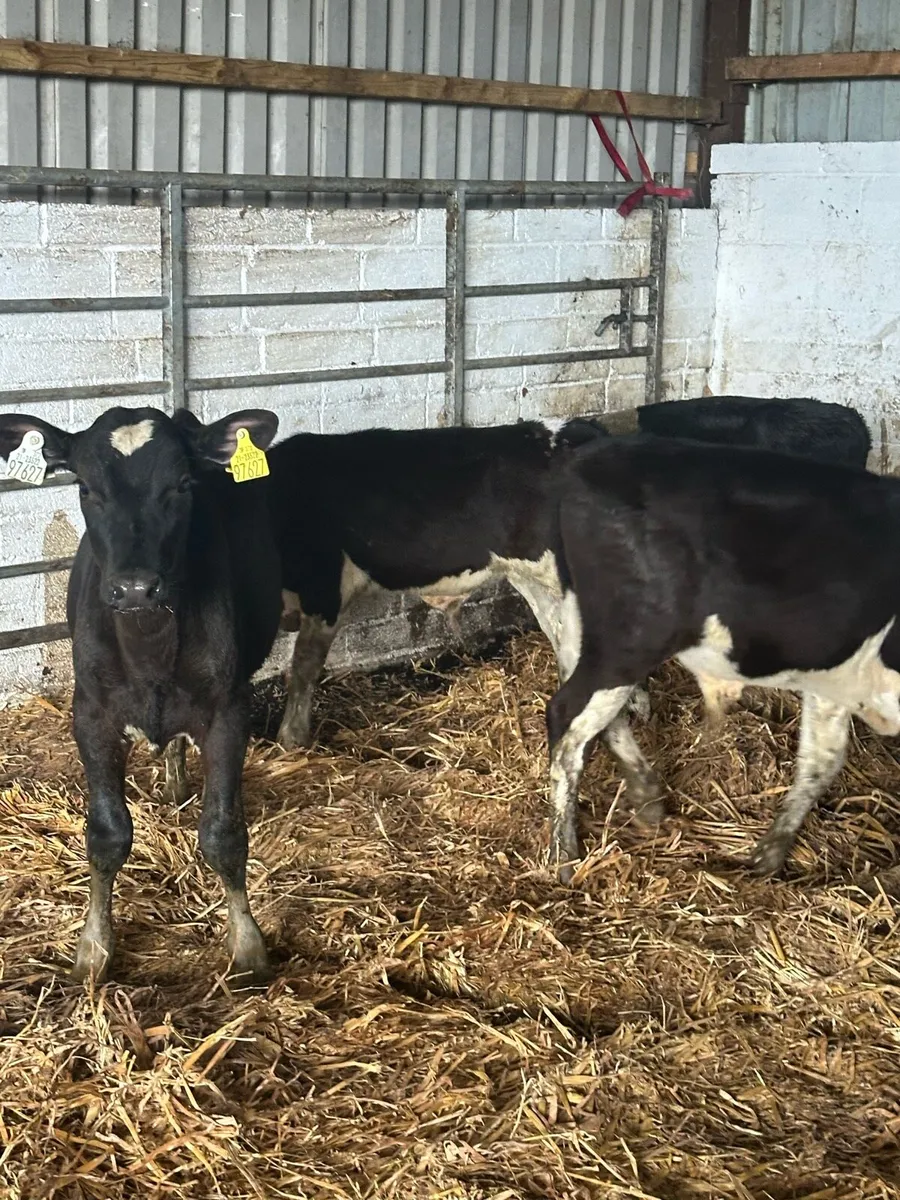 🌟7 super reared British Fresian bulls 🌟 - Image 1