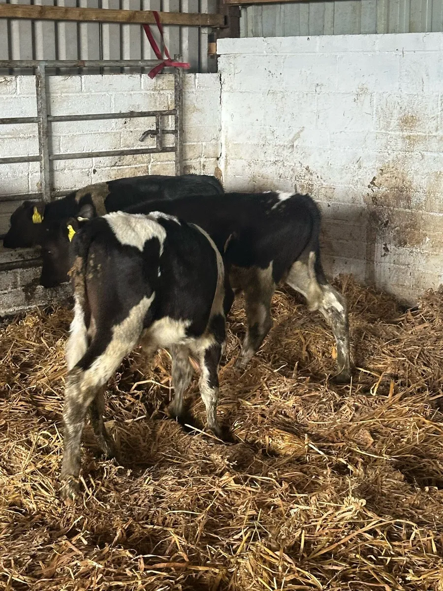🌟7 super reared British Fresian bulls 🌟 - Image 3