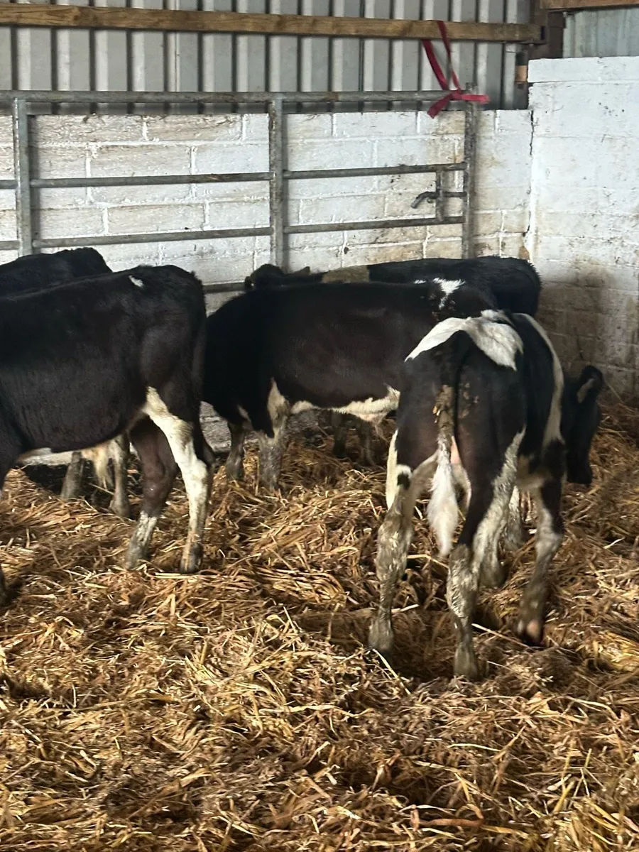 🌟7 super reared British Fresian bulls 🌟 - Image 2