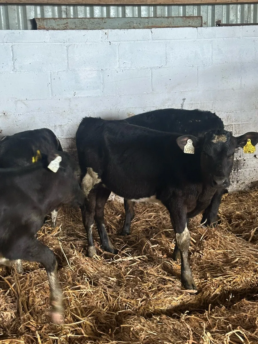 🌟7 super reared British Fresian bulls 🌟 - Image 4