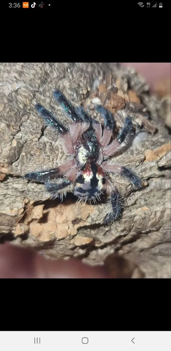 T seladonia