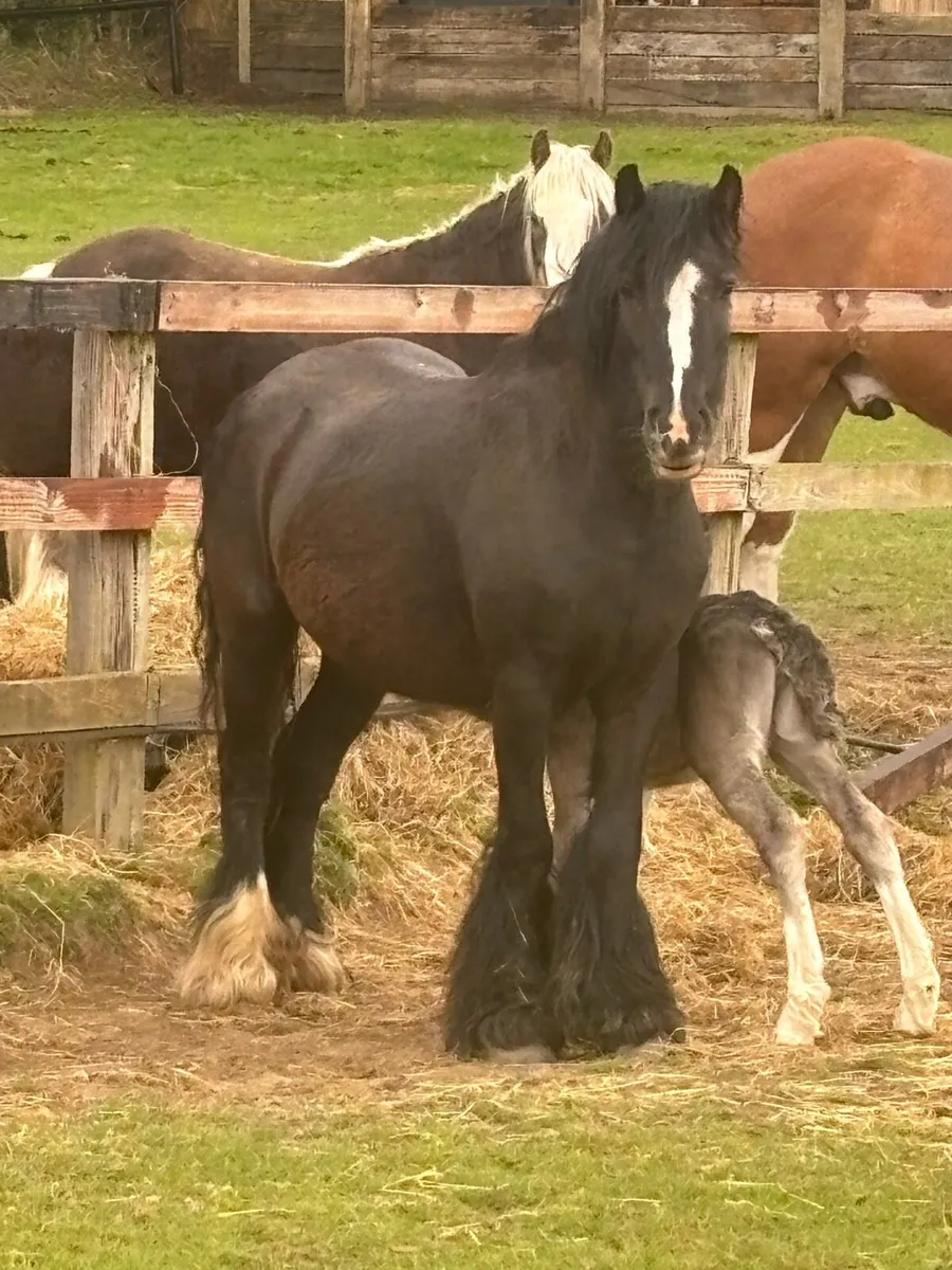 13h Black Cob with filly foal - Image 1