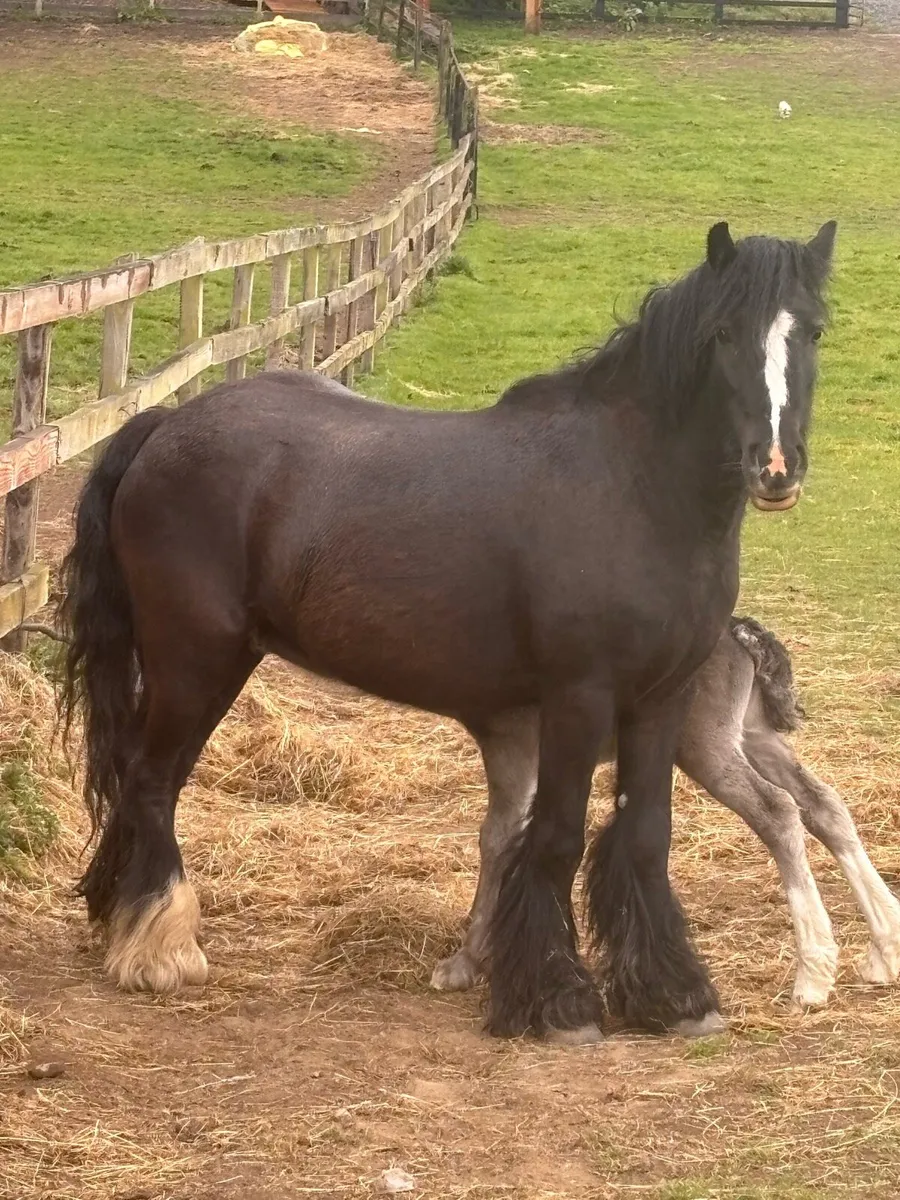 13h Black Cob with filly foal - Image 1