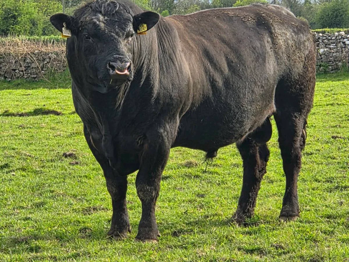 Rawburn Jumbo Eric Pedigree registered AA bull - Image 1