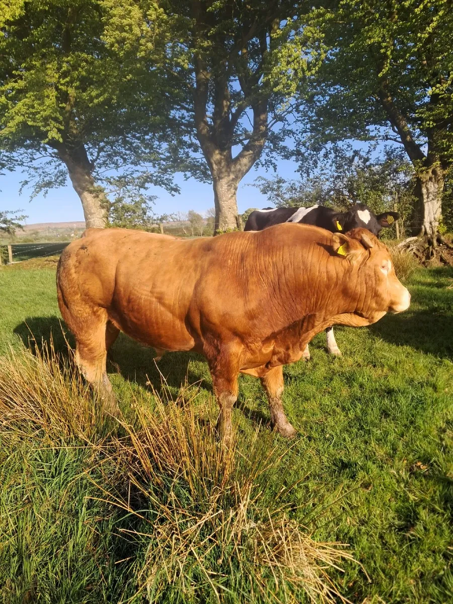 PBR Lim Stock Bull - Image 1