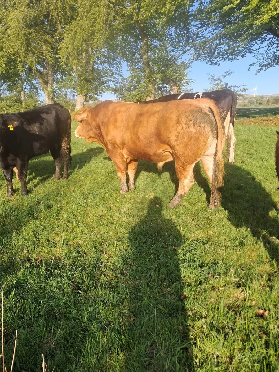 PBR Lim Stock Bull - Image 2