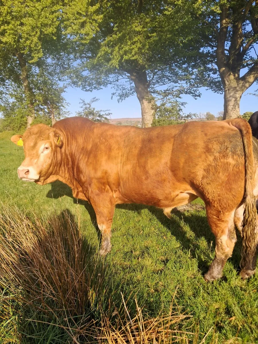 PBR Lim Stock Bull - Image 3