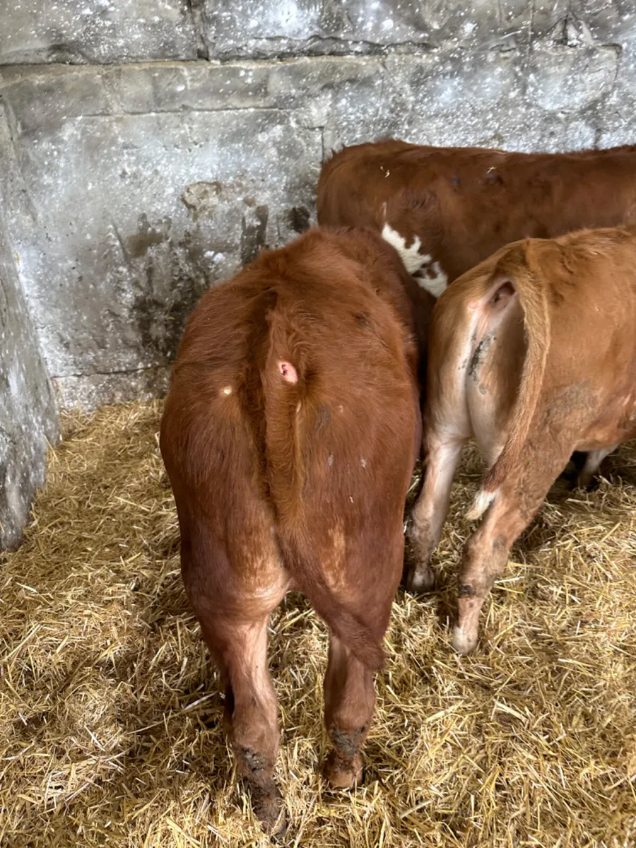 Beef bred bulls - Image 4