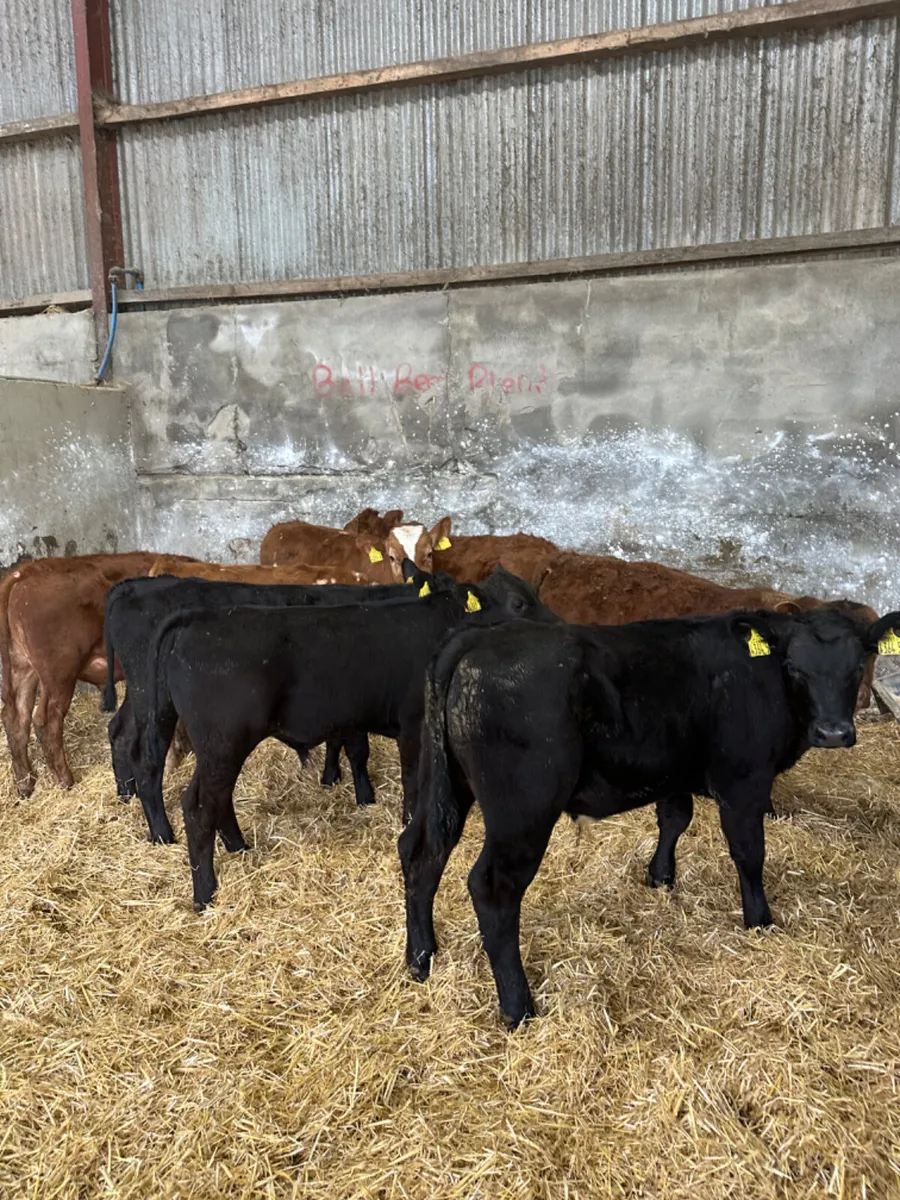 Beef bred bulls - Image 2