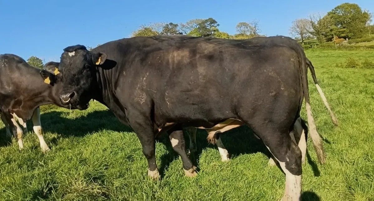 Friesian bull - Image 1