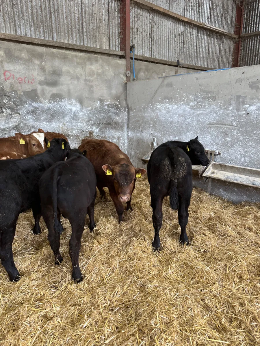 Beef bred bulls - Image 3
