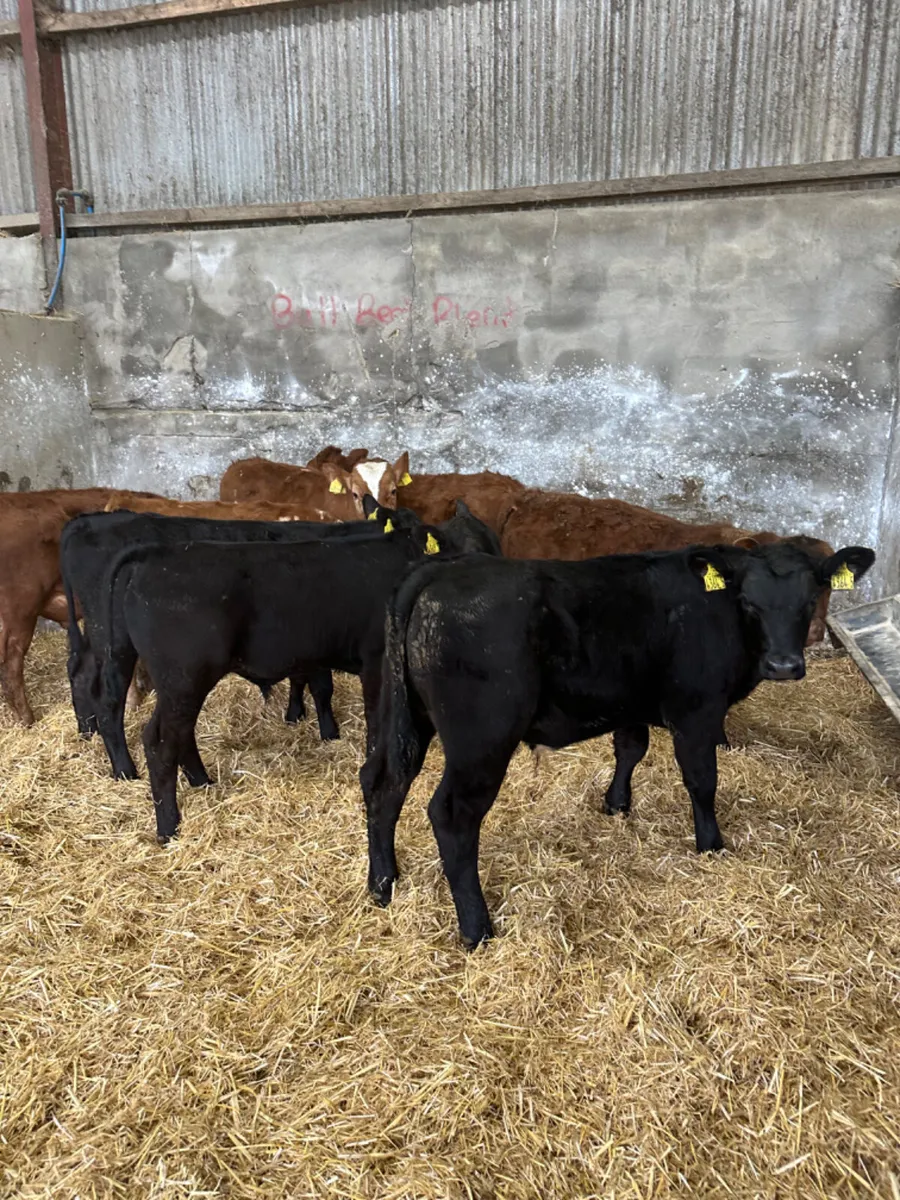 Beef bred bulls - Image 1