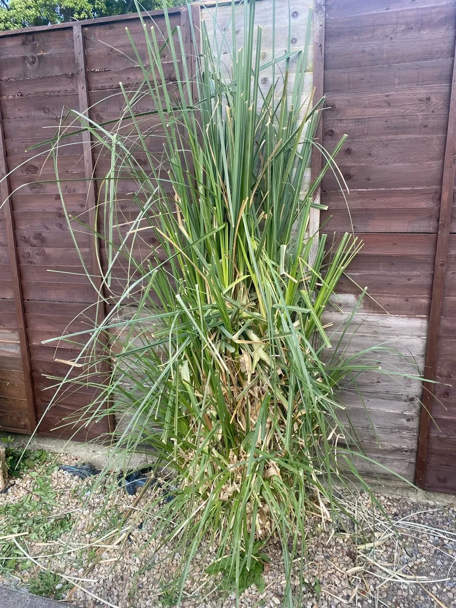 Pampass Grass plants x 3 - Image 3