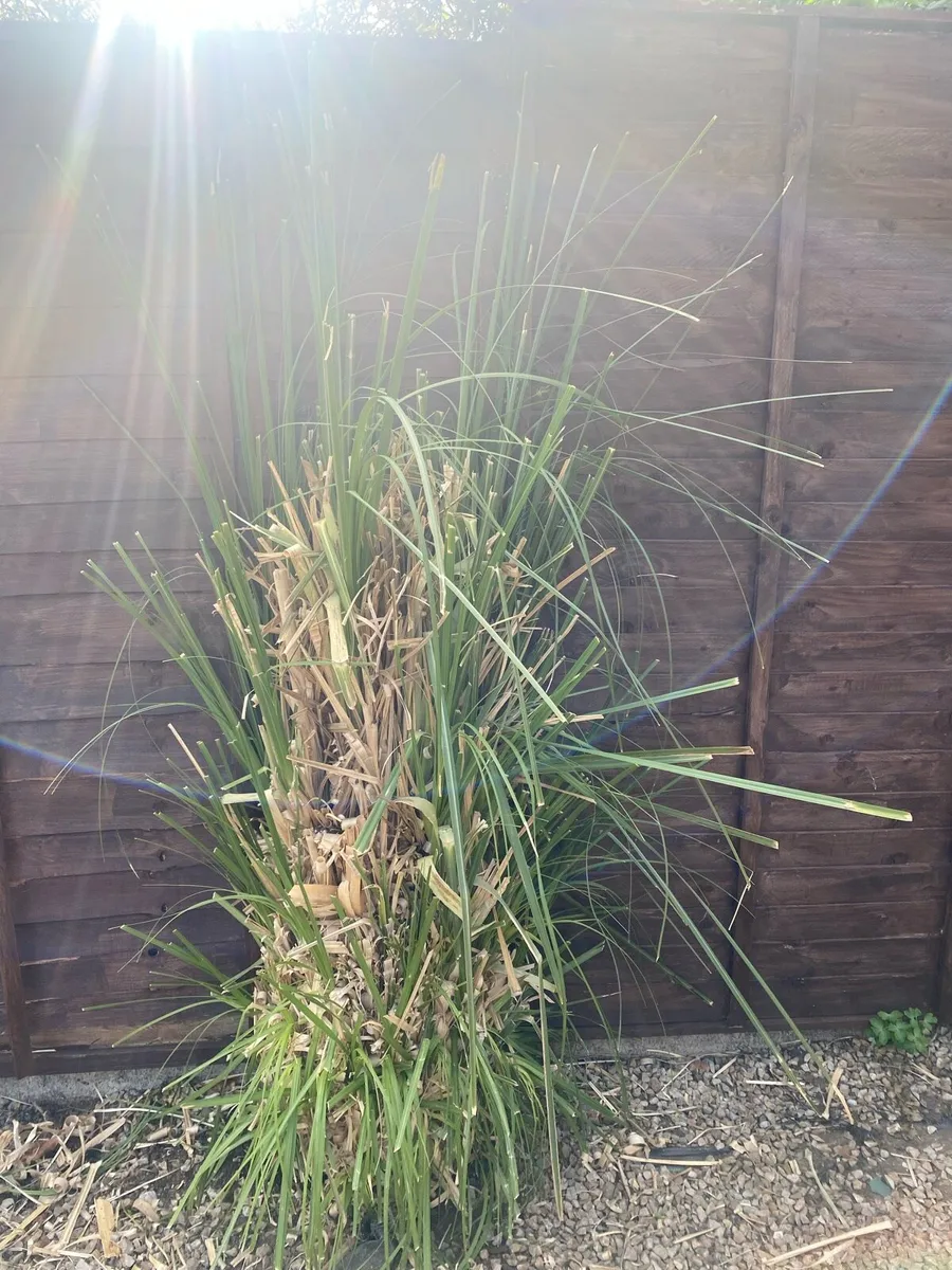 Pampass Grass plants x 3 - Image 1