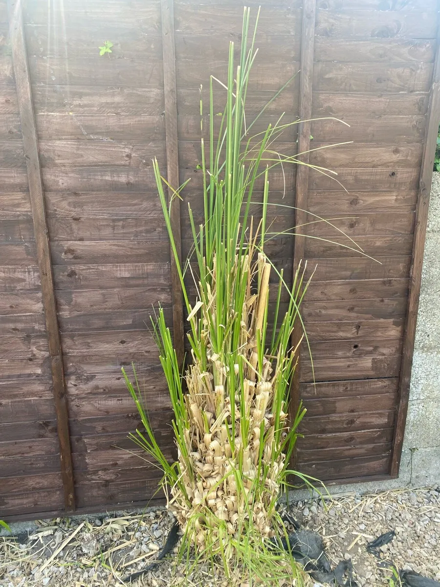 Pampass Grass plants x 3 - Image 2
