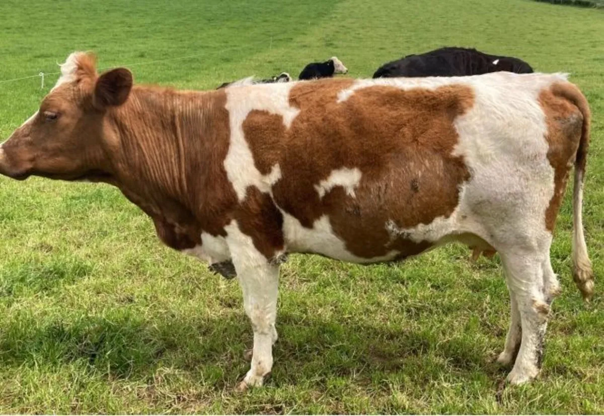 Suckler Cows - Image 2