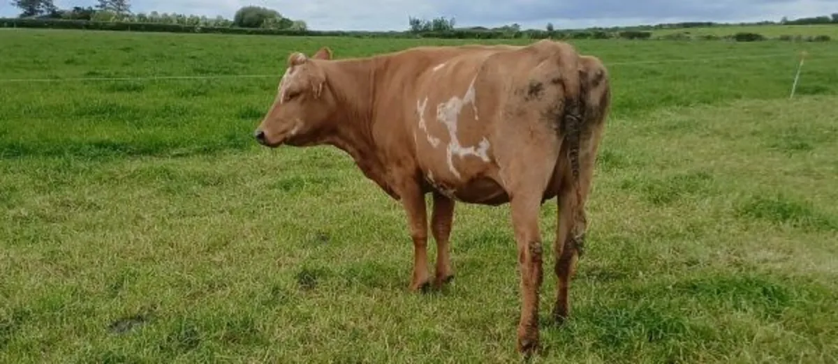 Suckler Cows - Image 1