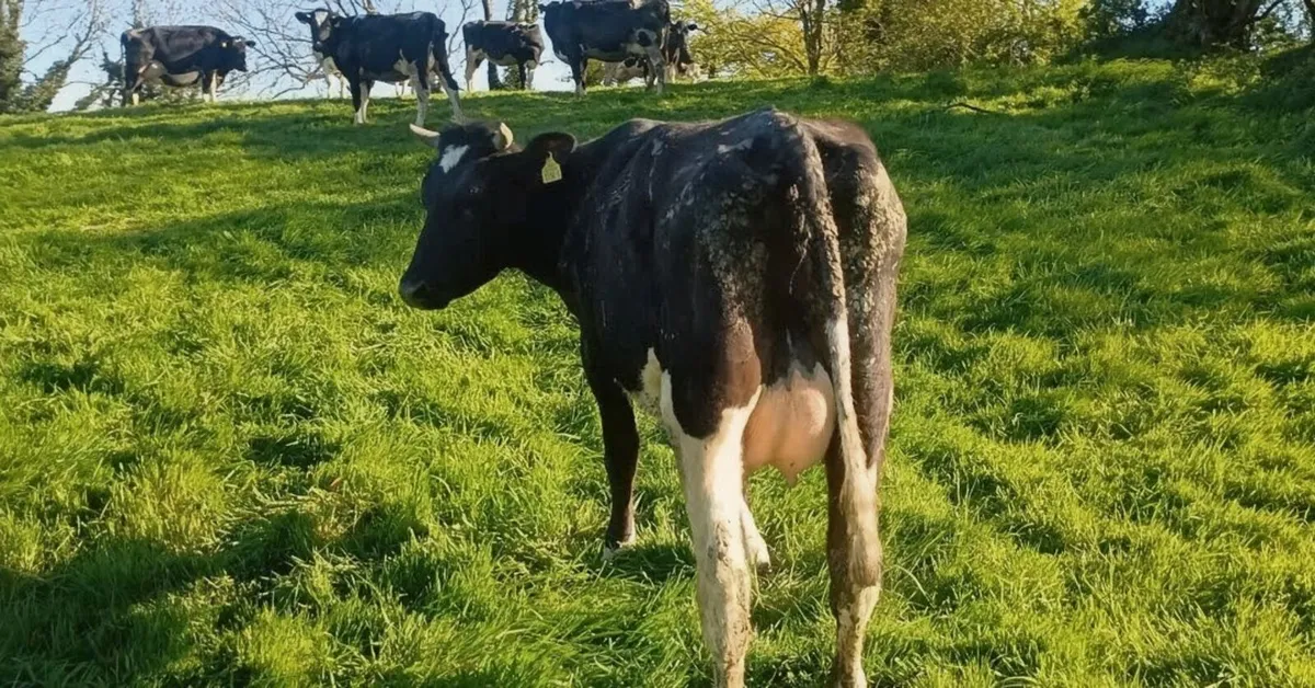 Friesian bull - Image 3