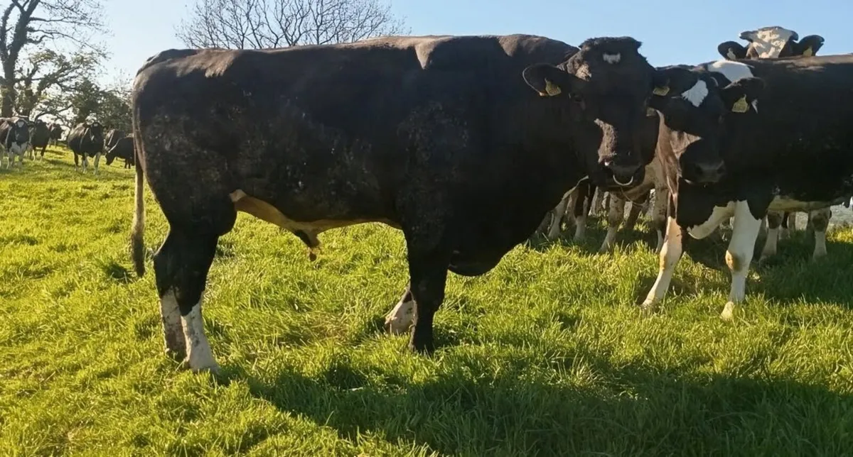 Friesian bull - Image 2