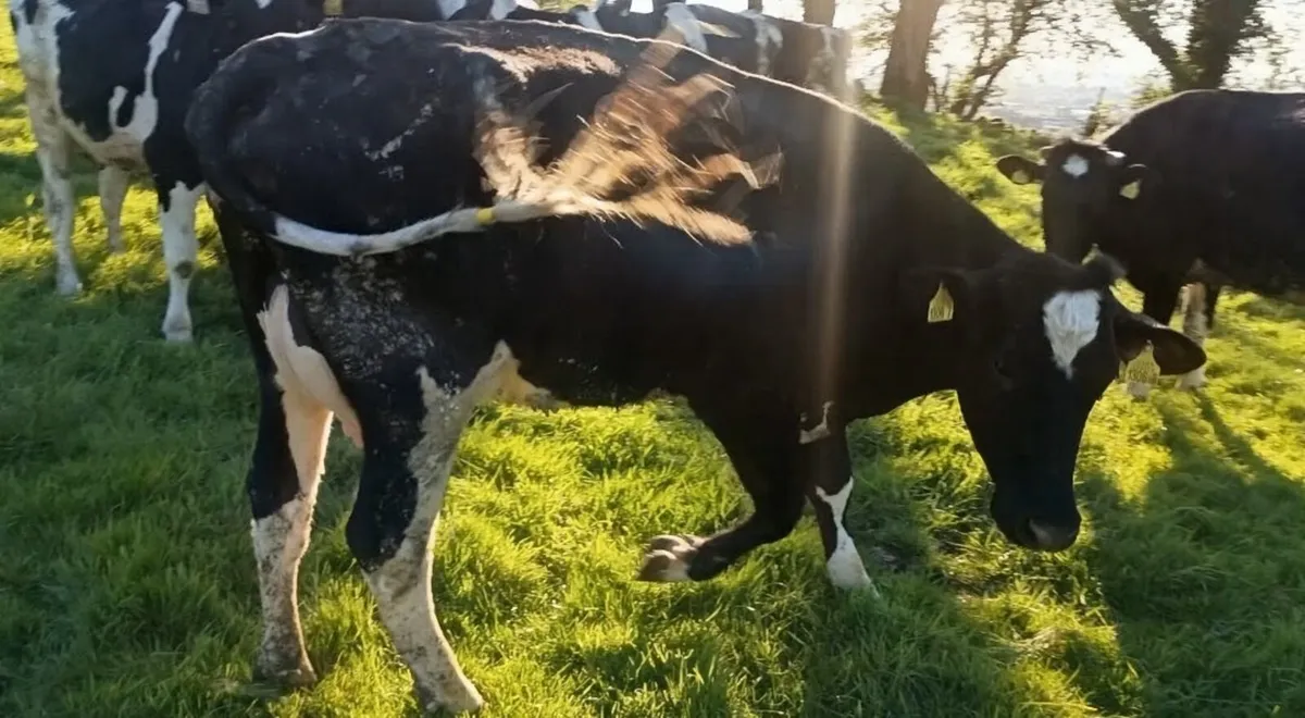 Friesian bull - Image 4