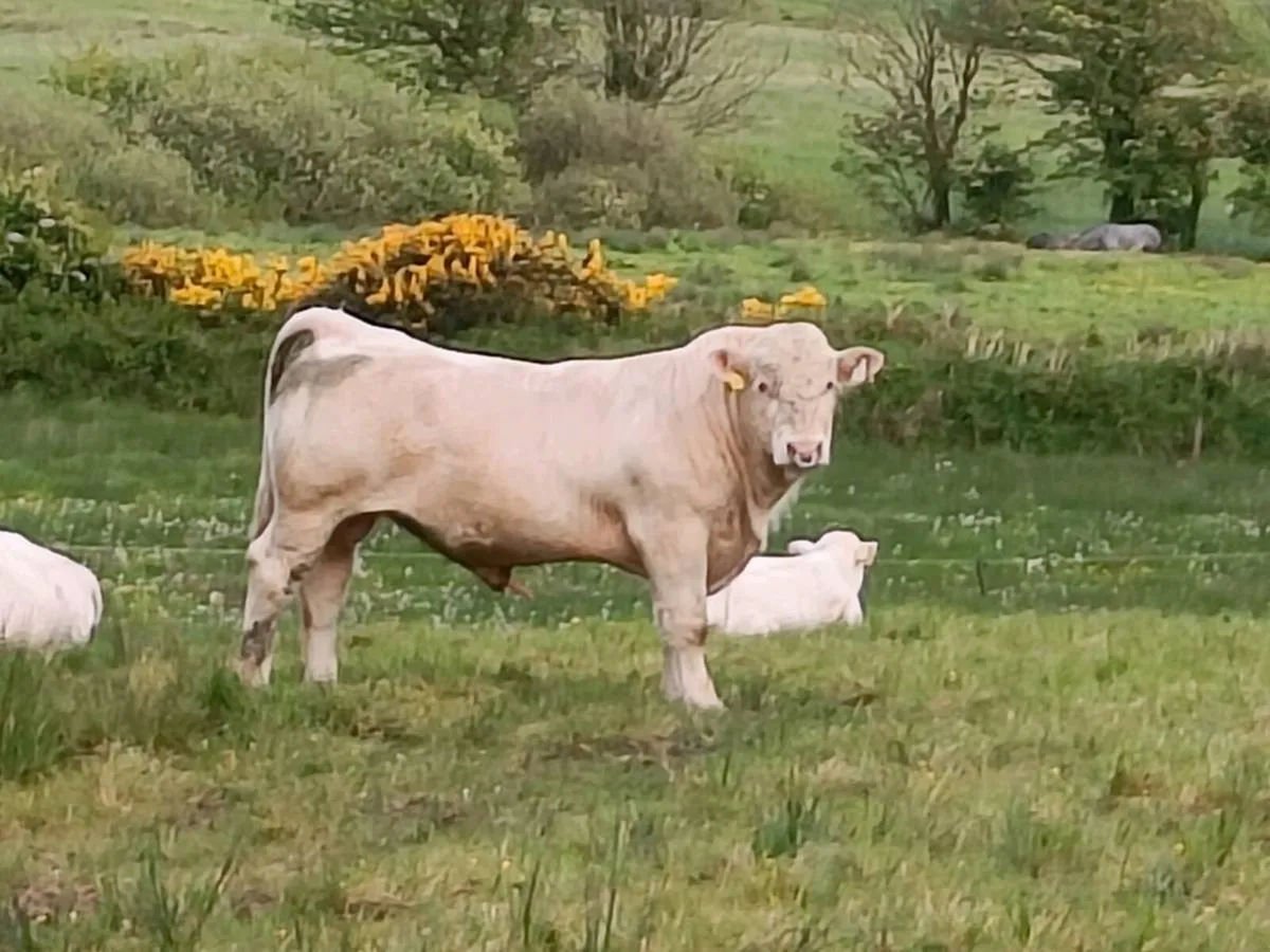 Bull - Image 2