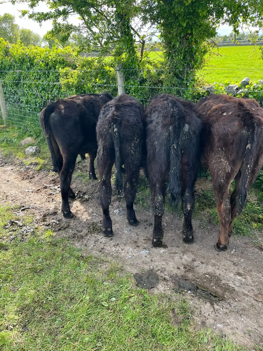 YEARLING BULLOCKS - Image 1