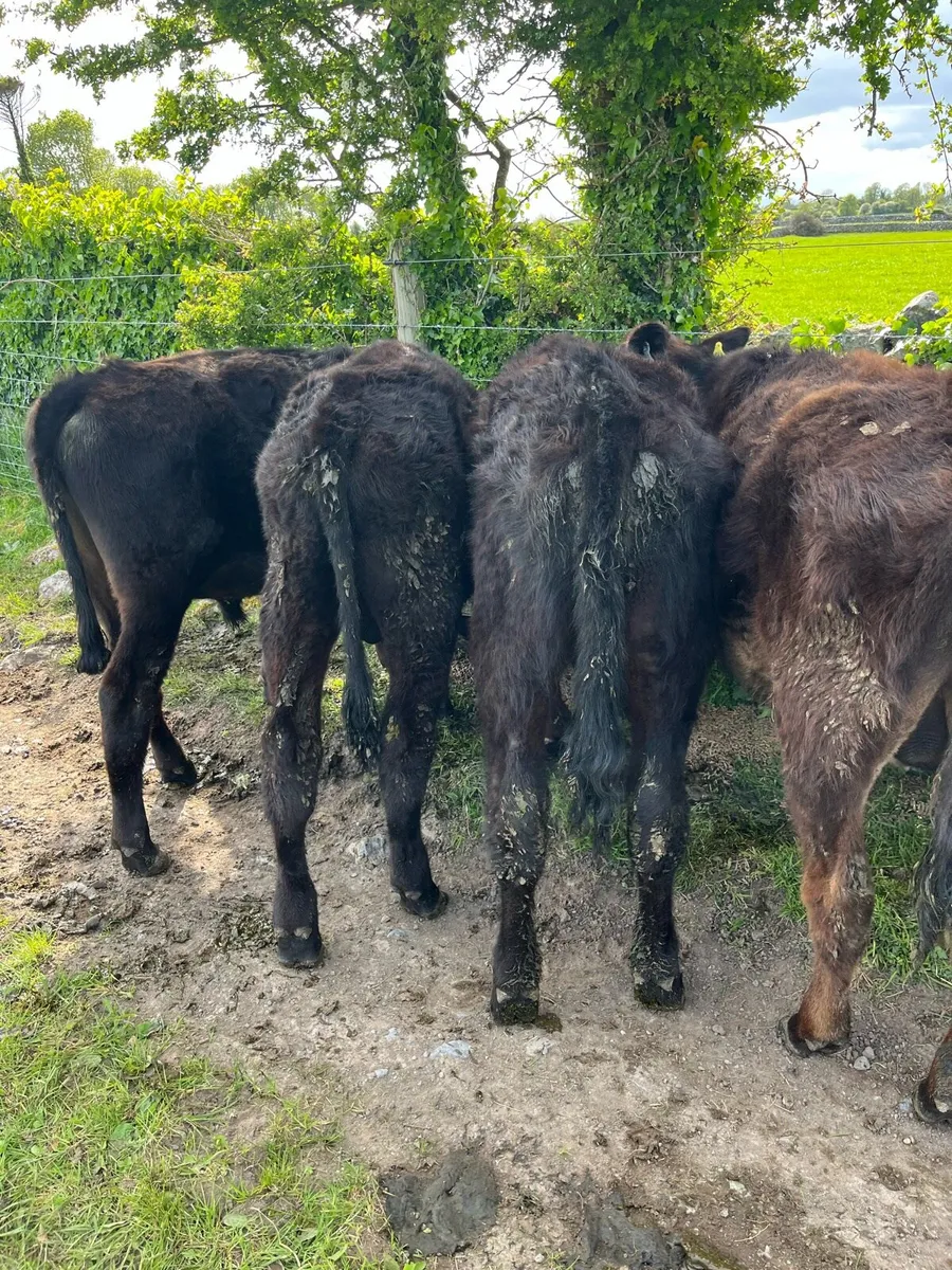 YEARLING BULLOCKS - Image 3