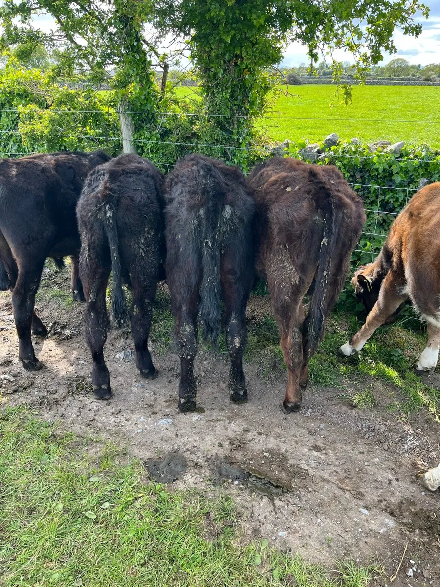 YEARLING BULLOCKS - Image 2