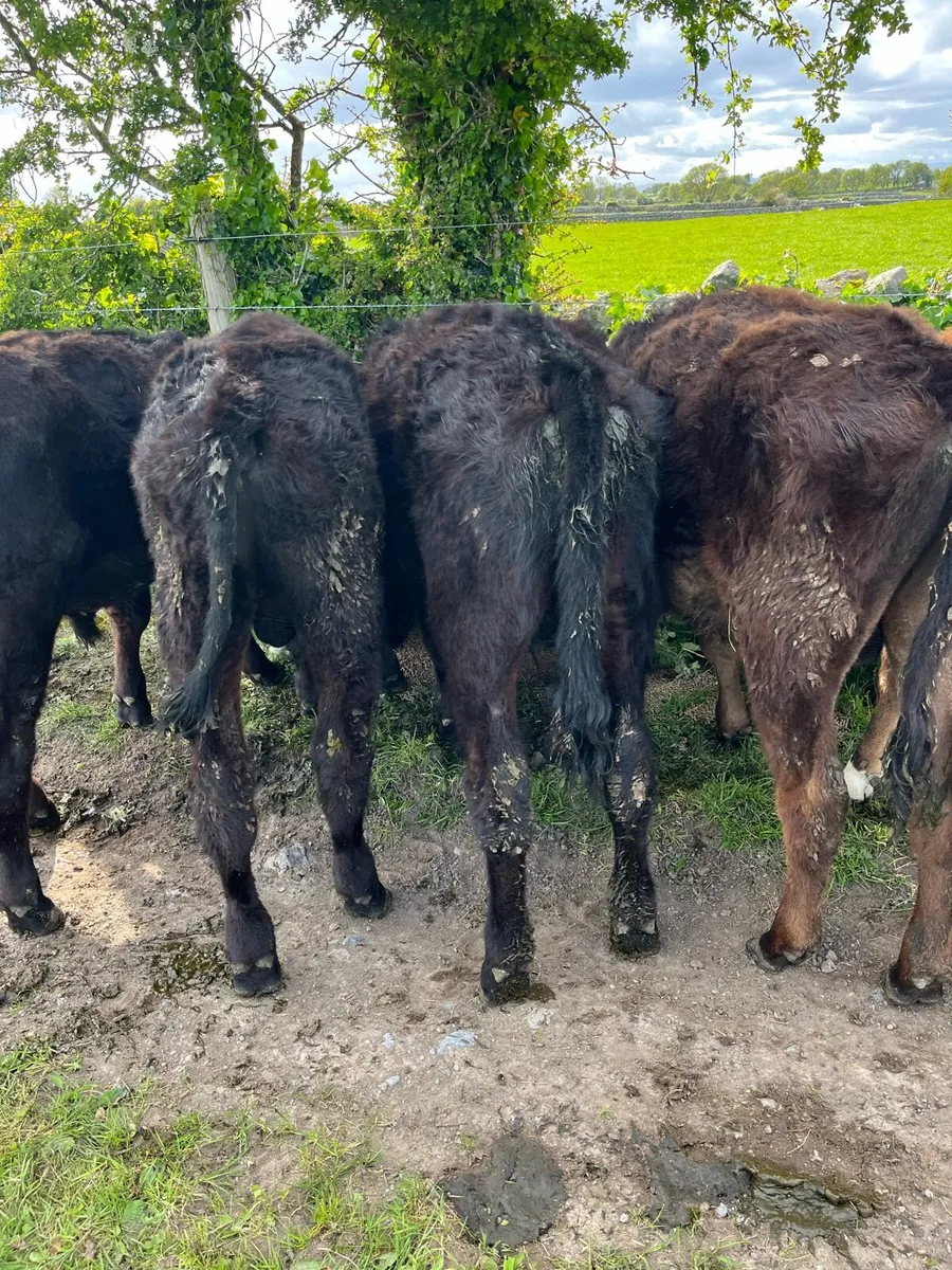 YEARLING BULLOCKS - Image 4