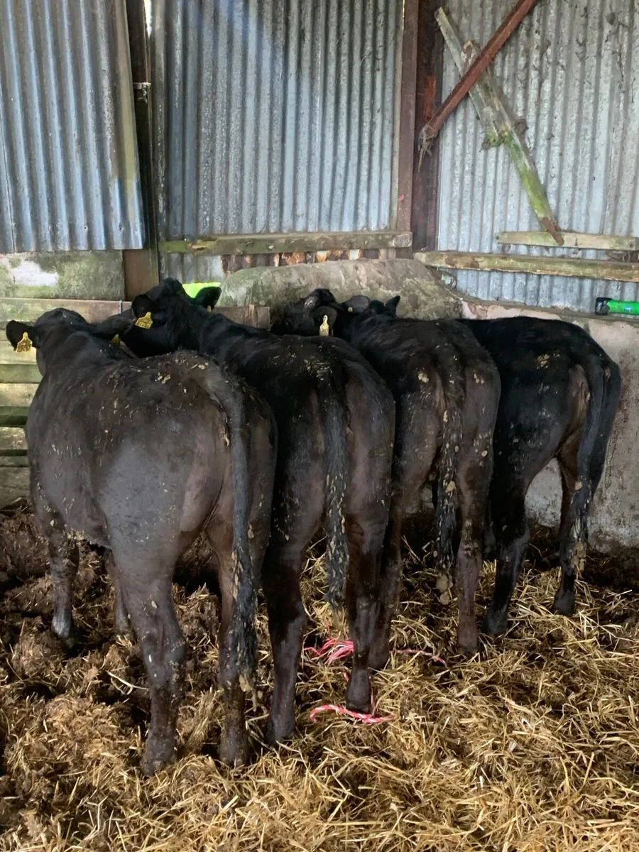 4 Lovely Quality Yearling Heifers for sale - Image 3
