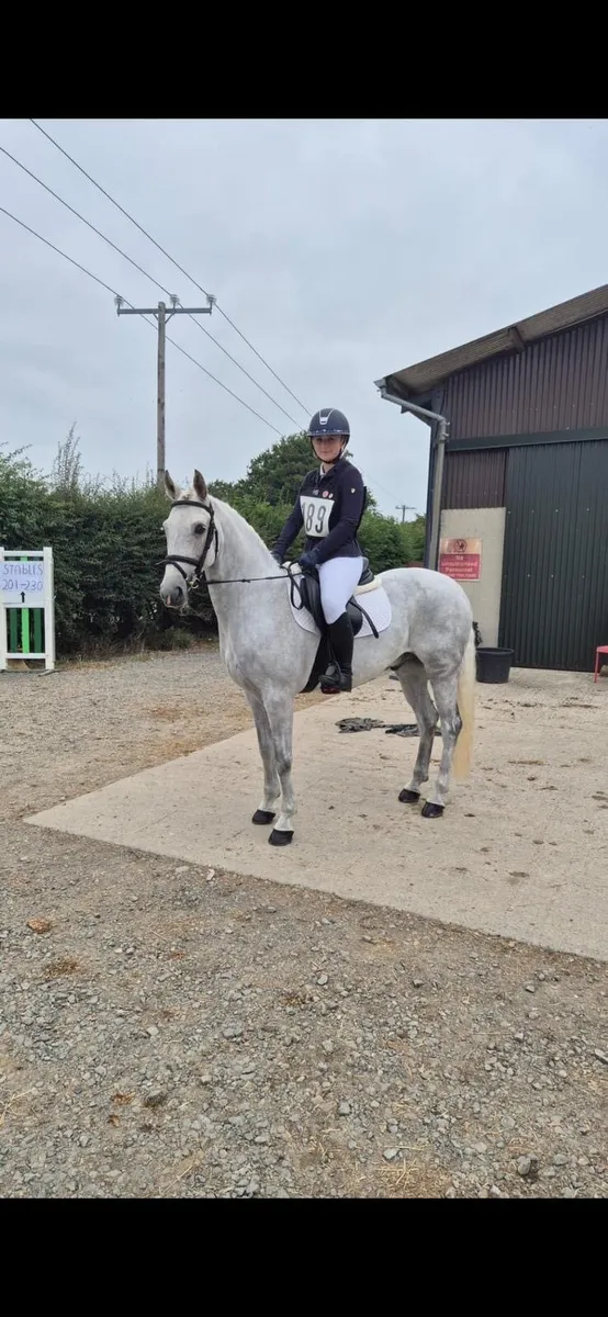 Connemara Gelding 14.2hh - Image 2