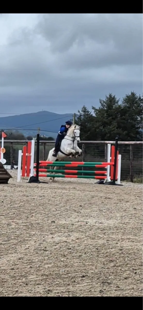 Connemara Gelding 14.2hh - Image 4