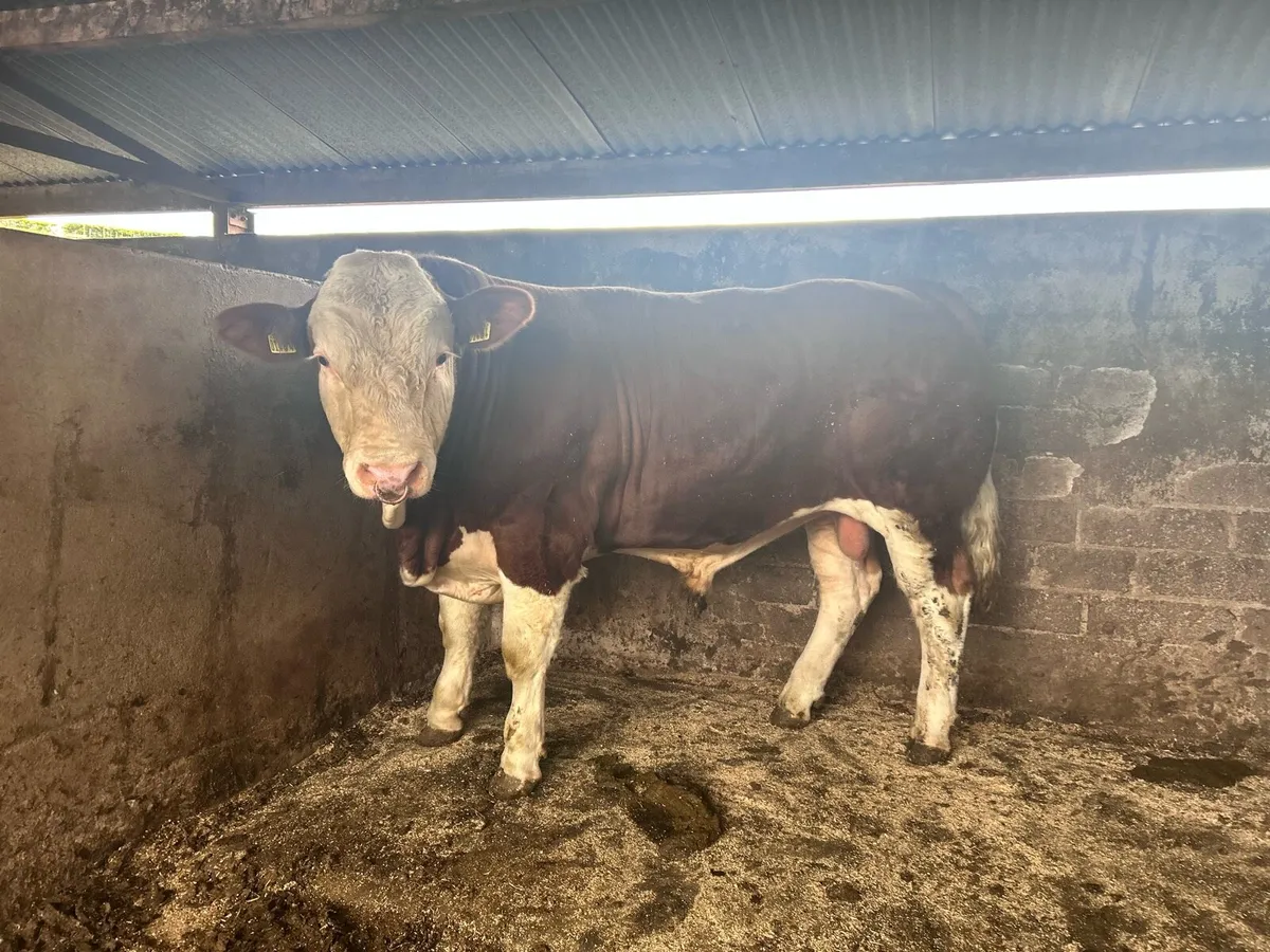 Simmental Bull - Image 2