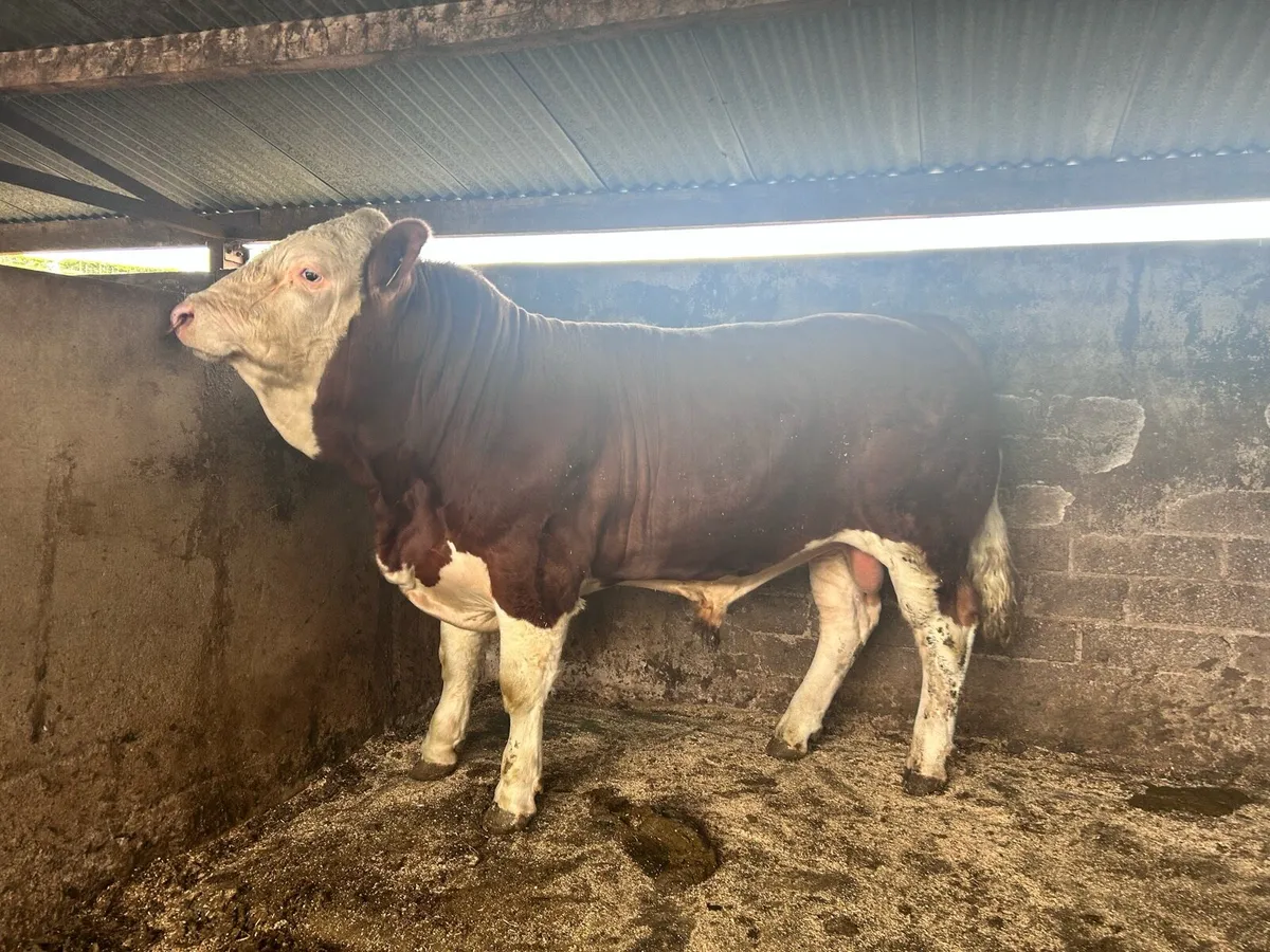 Simmental Bull - Image 3