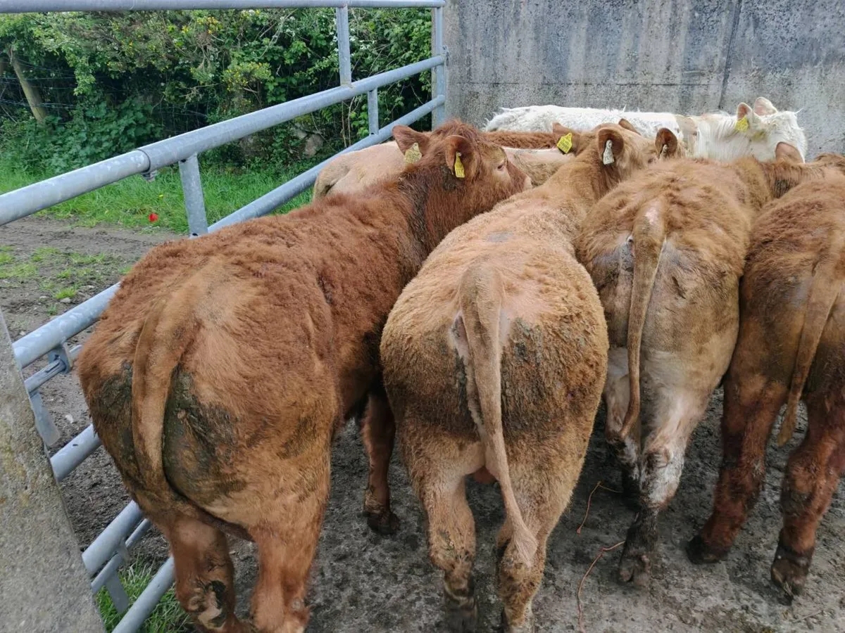 10 suckler Bred Bullock's. - Image 2