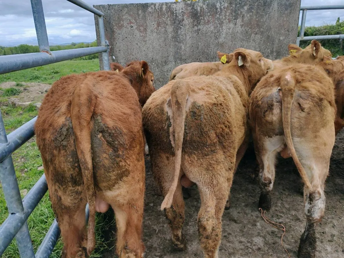 10 suckler Bred Bullock's. - Image 3
