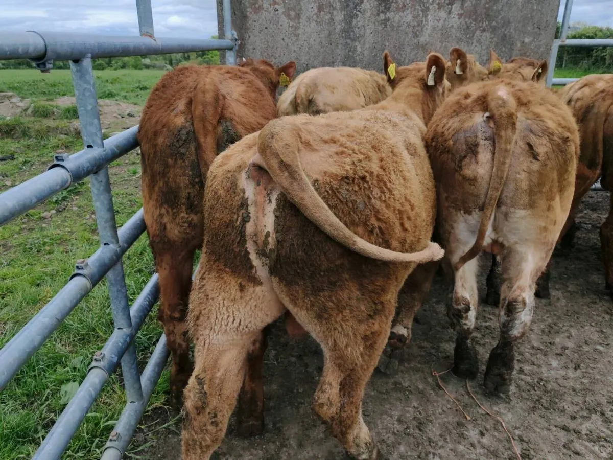 10 suckler Bred Bullock's. - Image 4