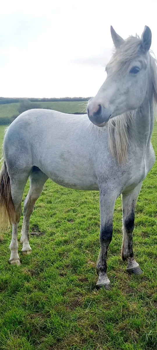 2yrold conamara gelding - Image 1