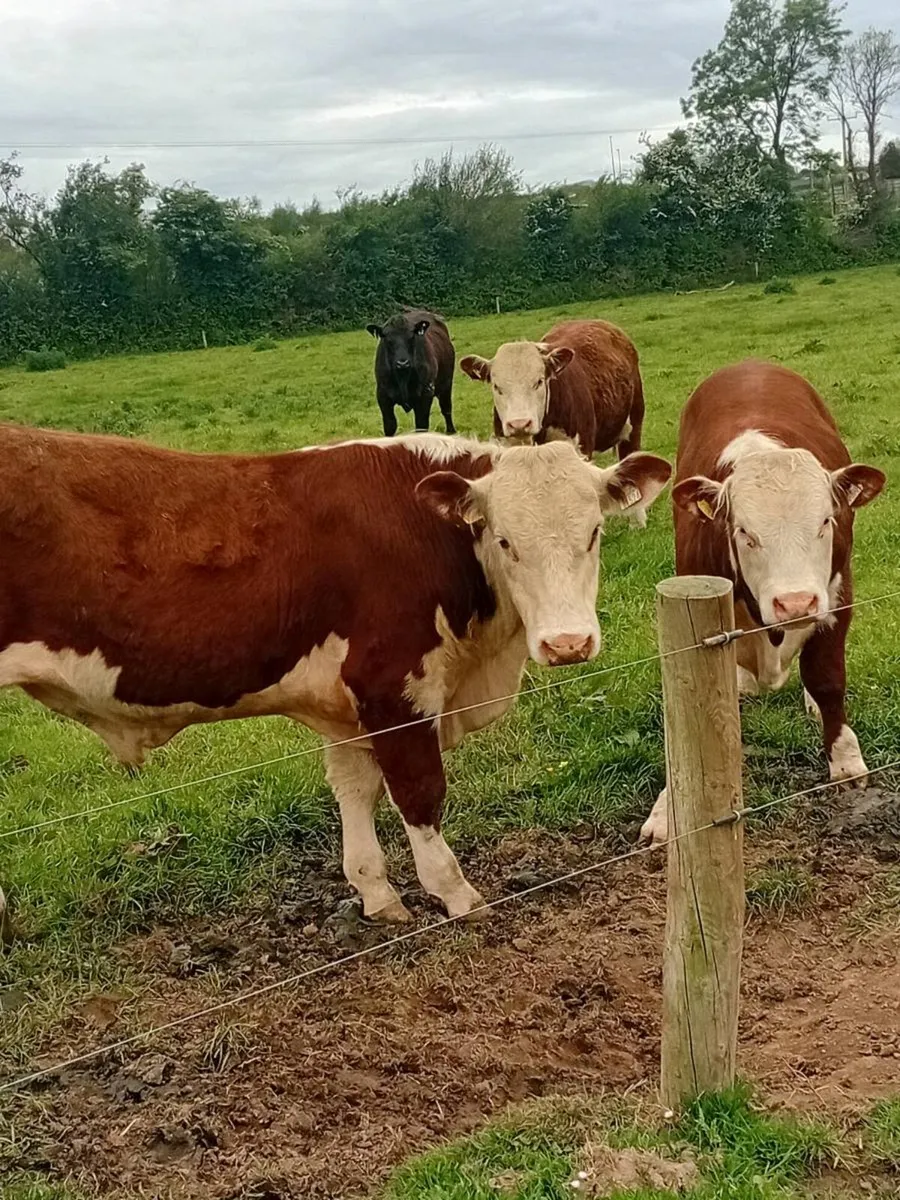 3 Hereford 1 angus pure bred non registered bulls - Image 1
