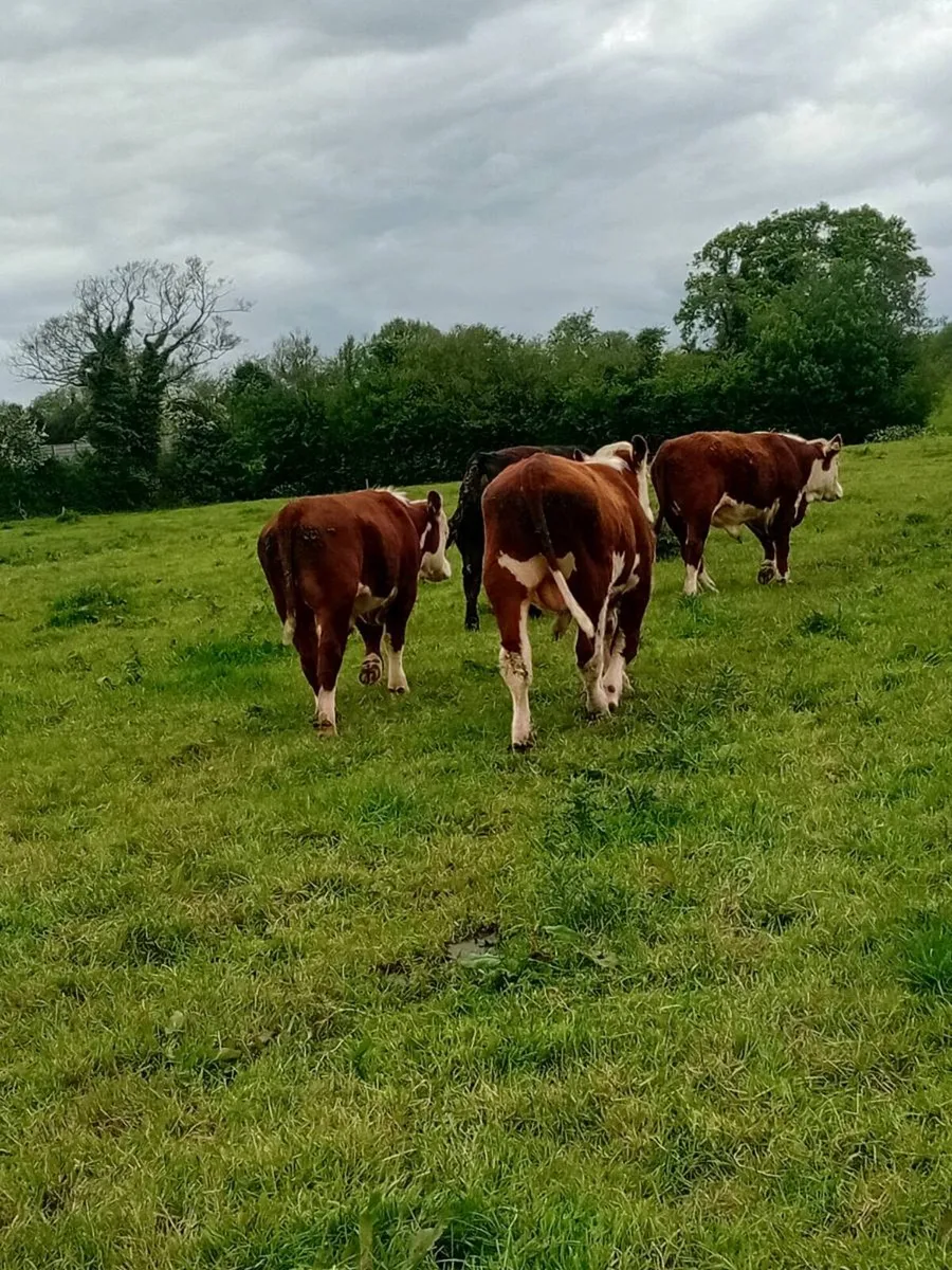 3 Hereford 1 angus pure bred non registered bulls - Image 2