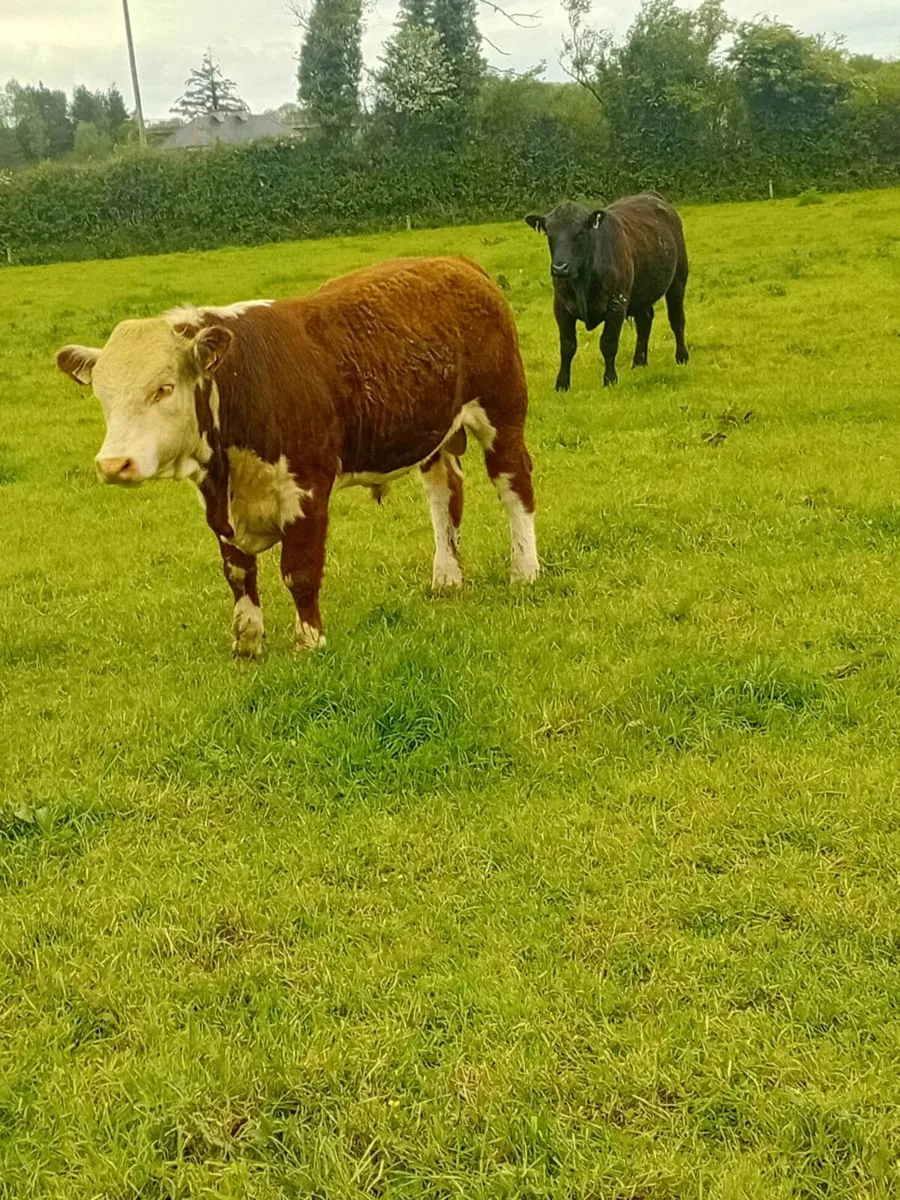 3 Hereford 1 angus pure bred non registered bulls - Image 3