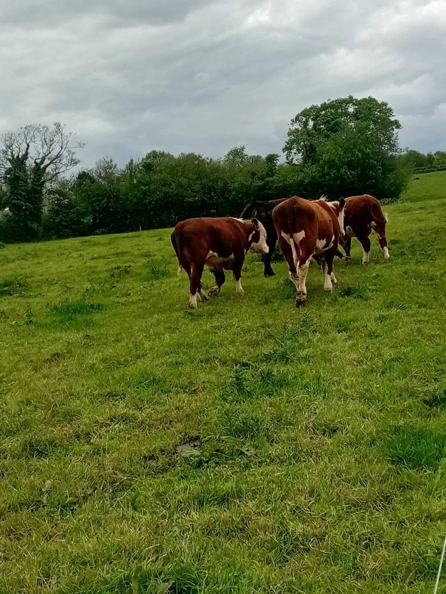 3 Hereford 1 angus pure bred non registered bulls - Image 4