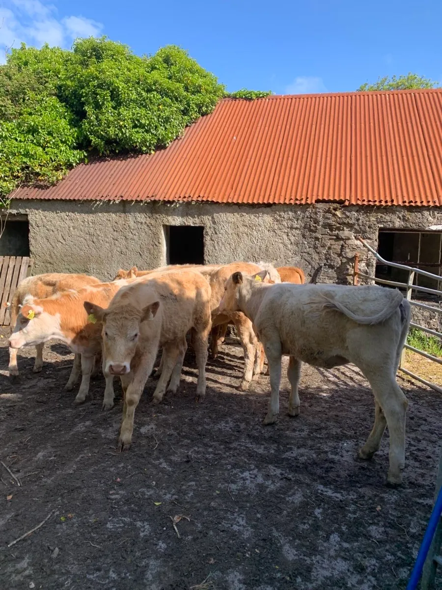 Organic heifers in sixmilebridge 16/5/26 - Image 2