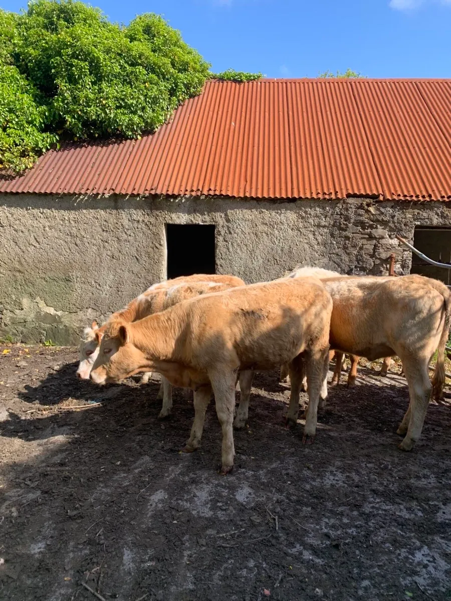 Organic heifers in sixmilebridge 16/5/26 - Image 3